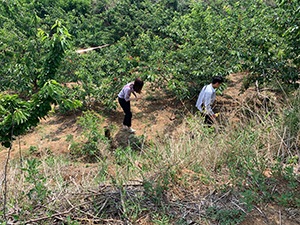 cherry picking