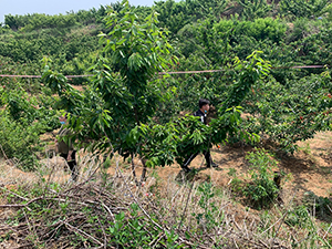 cherry picking