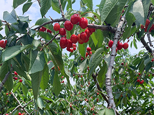 cherry picking